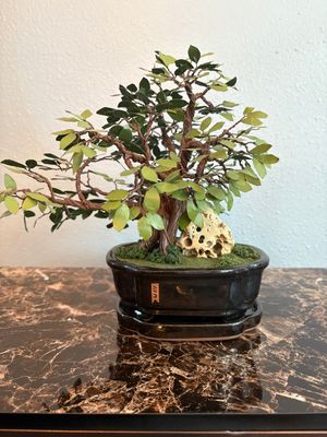 Small Bonsai Tree