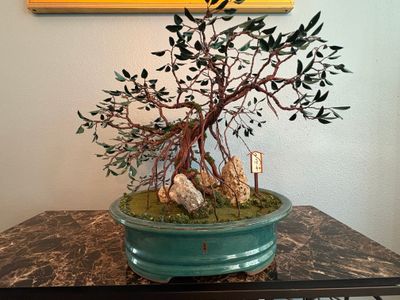 Large Bonsai Tree