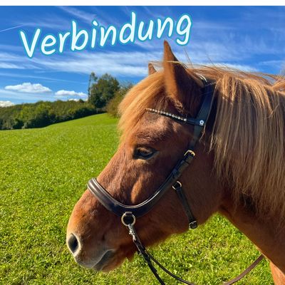 Zäume &amp; Zubehör