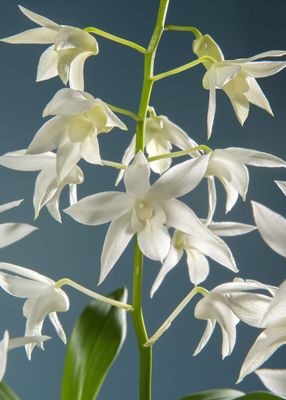 Orchidee
