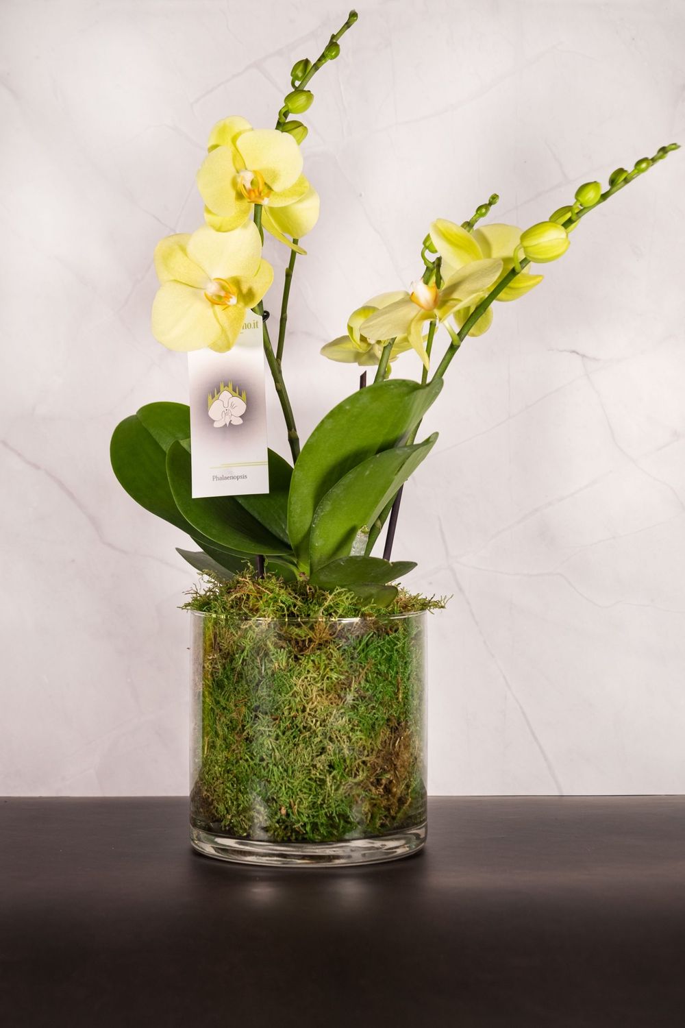 Orchidea Isola Gialla 1