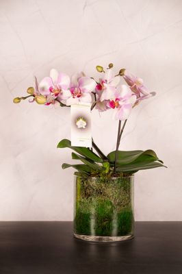 Orchidea Isola Bicolore 1