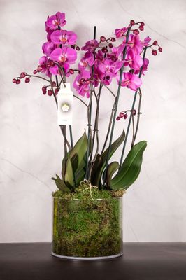 Composizione di tre orchidee La Darsena 3