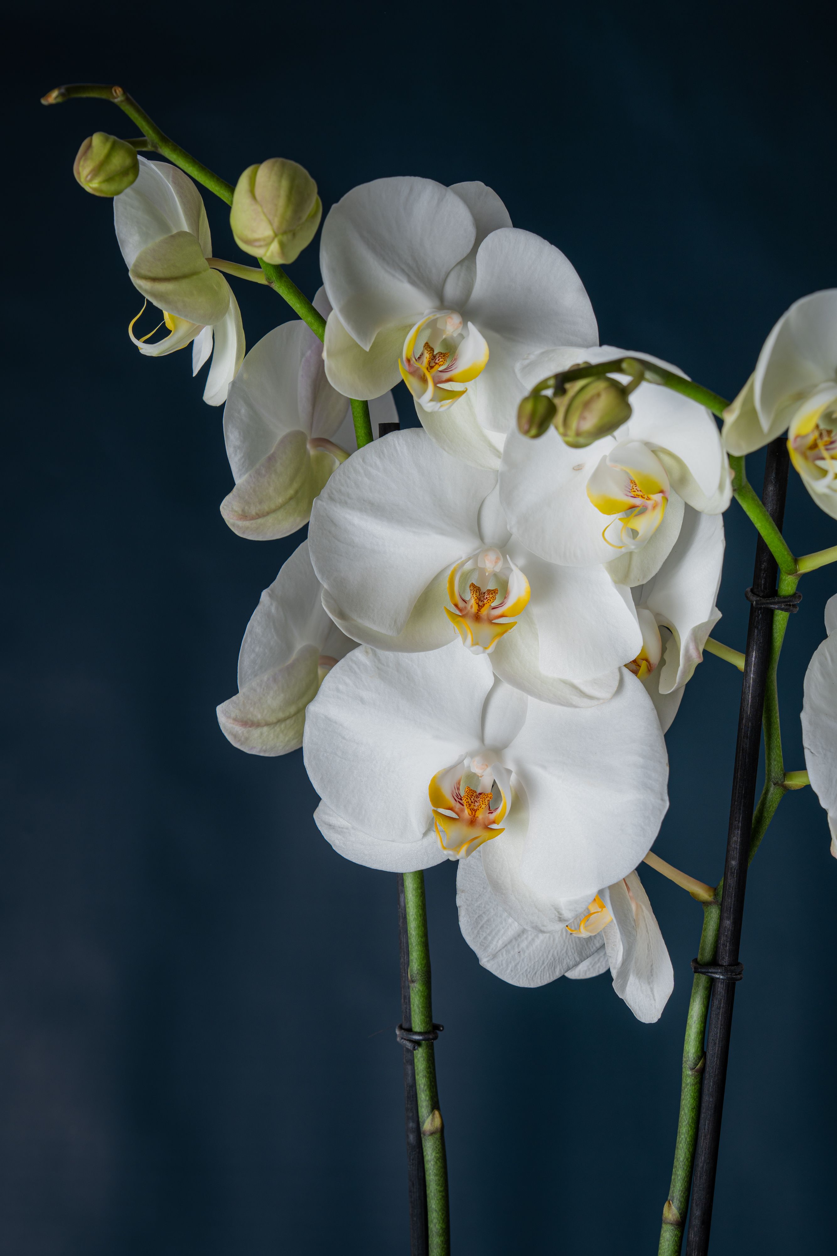 Orchidea Brera 1 Bianca