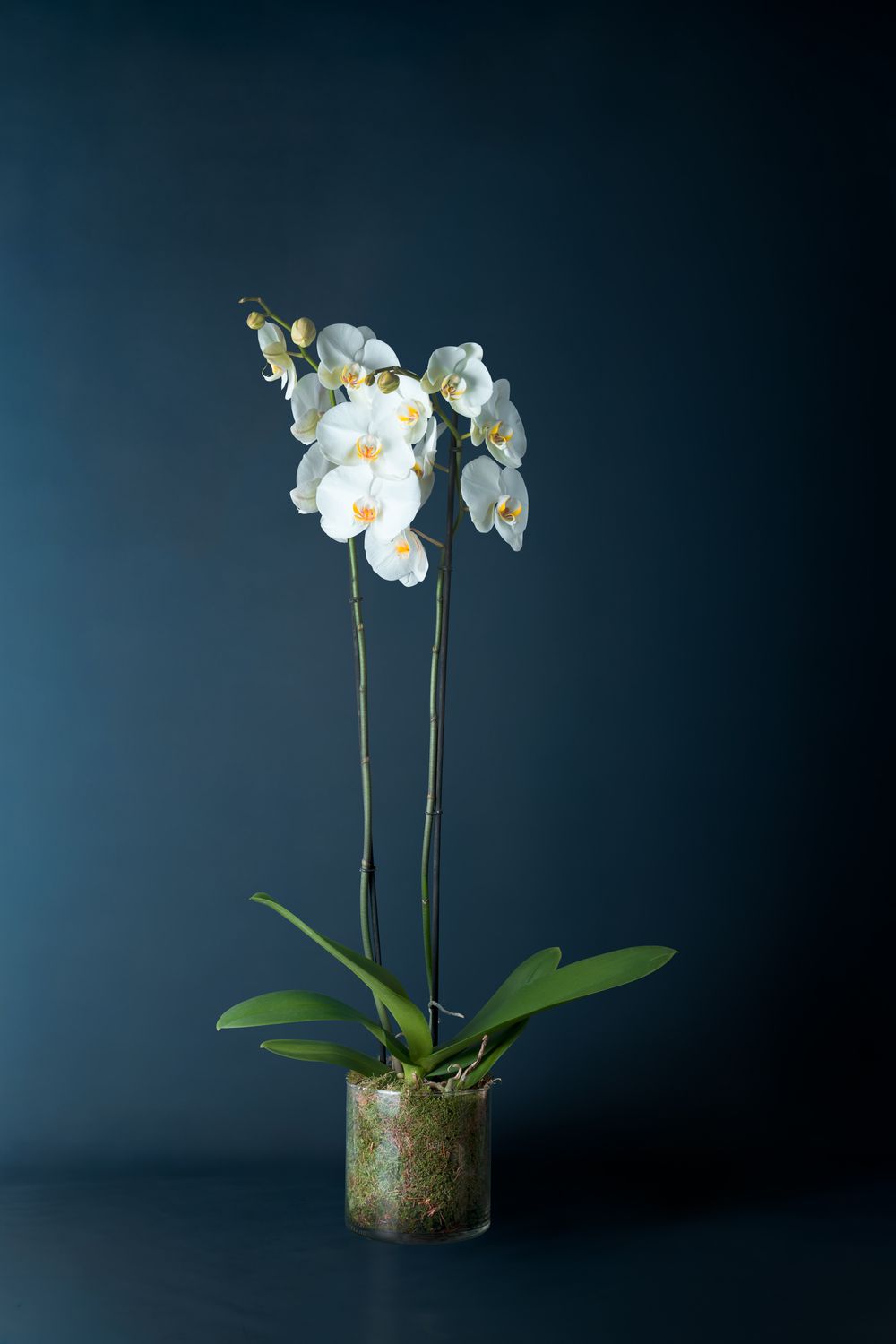 Orchidea Brera 1 Bianca