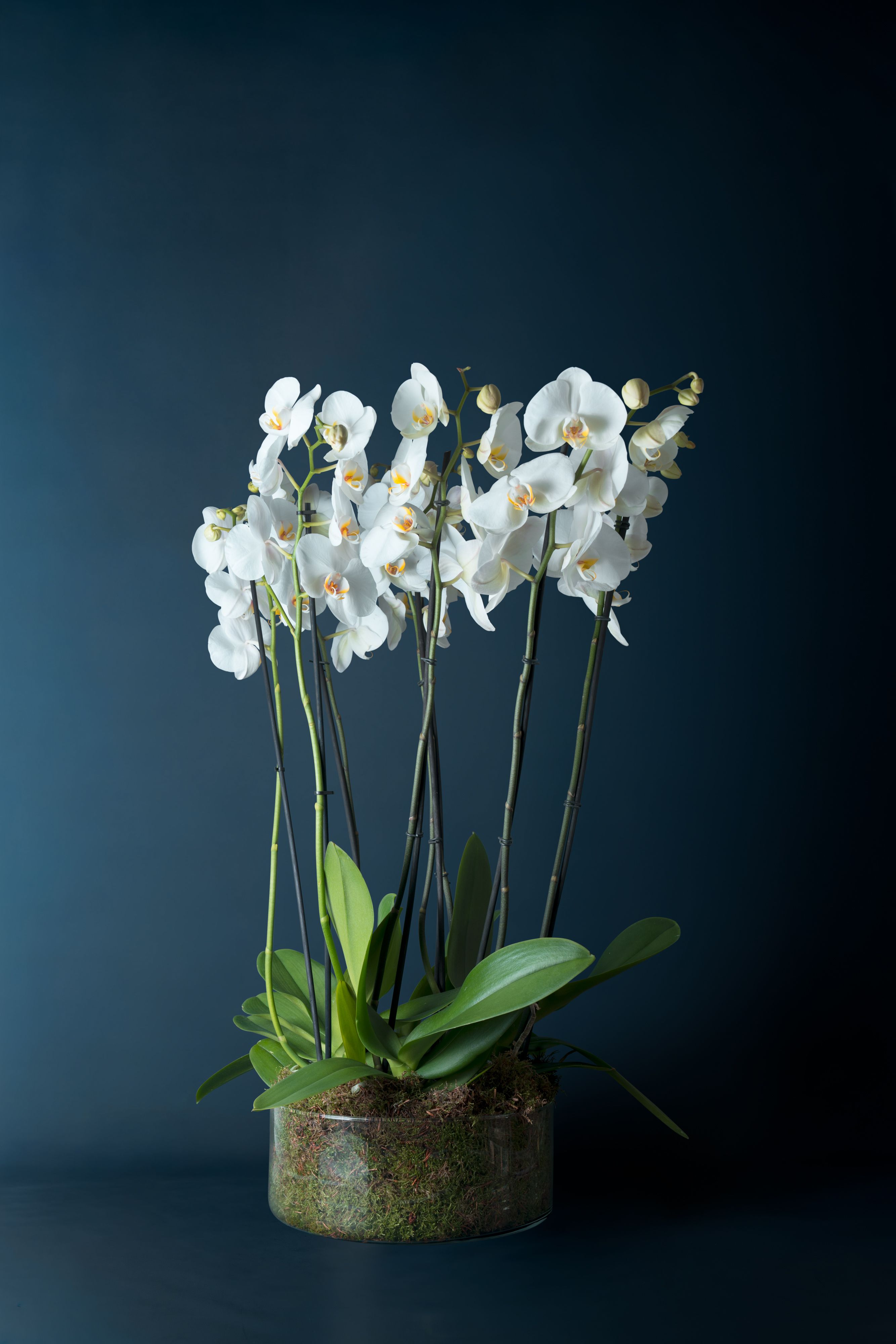 Composizione di quattro orchidee Brera 4 Bianca