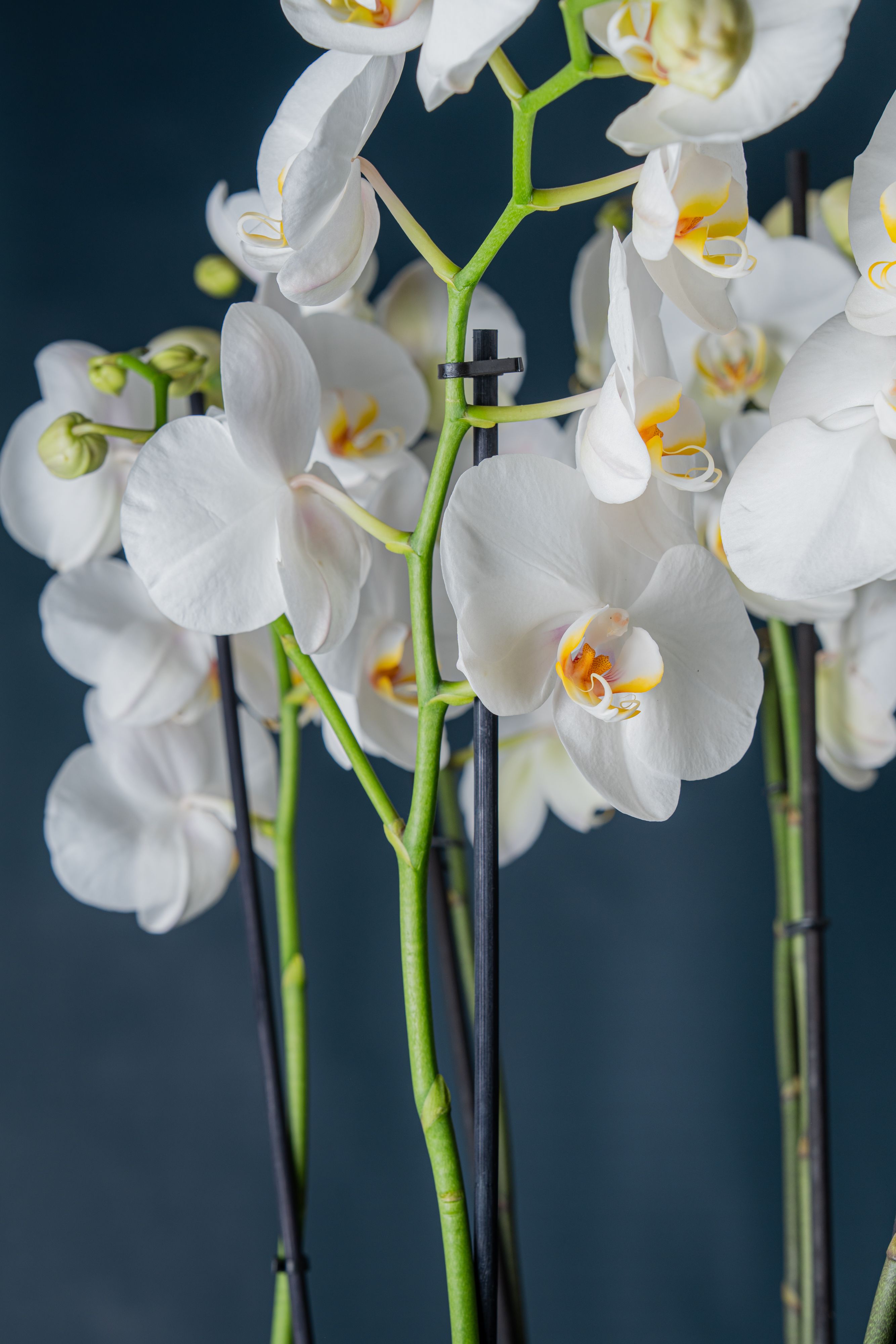 Composizione di cinque orchidee Brera 5 Bianca