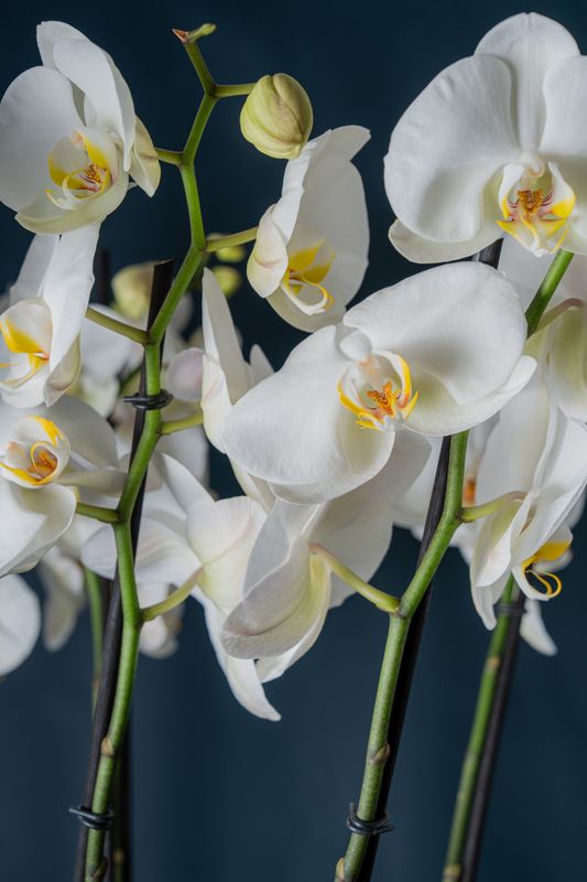 Composizione di quattro orchidee Brera 4 Bianca