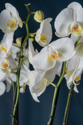 Composizione di quattro orchidee Brera 4 Bianca
