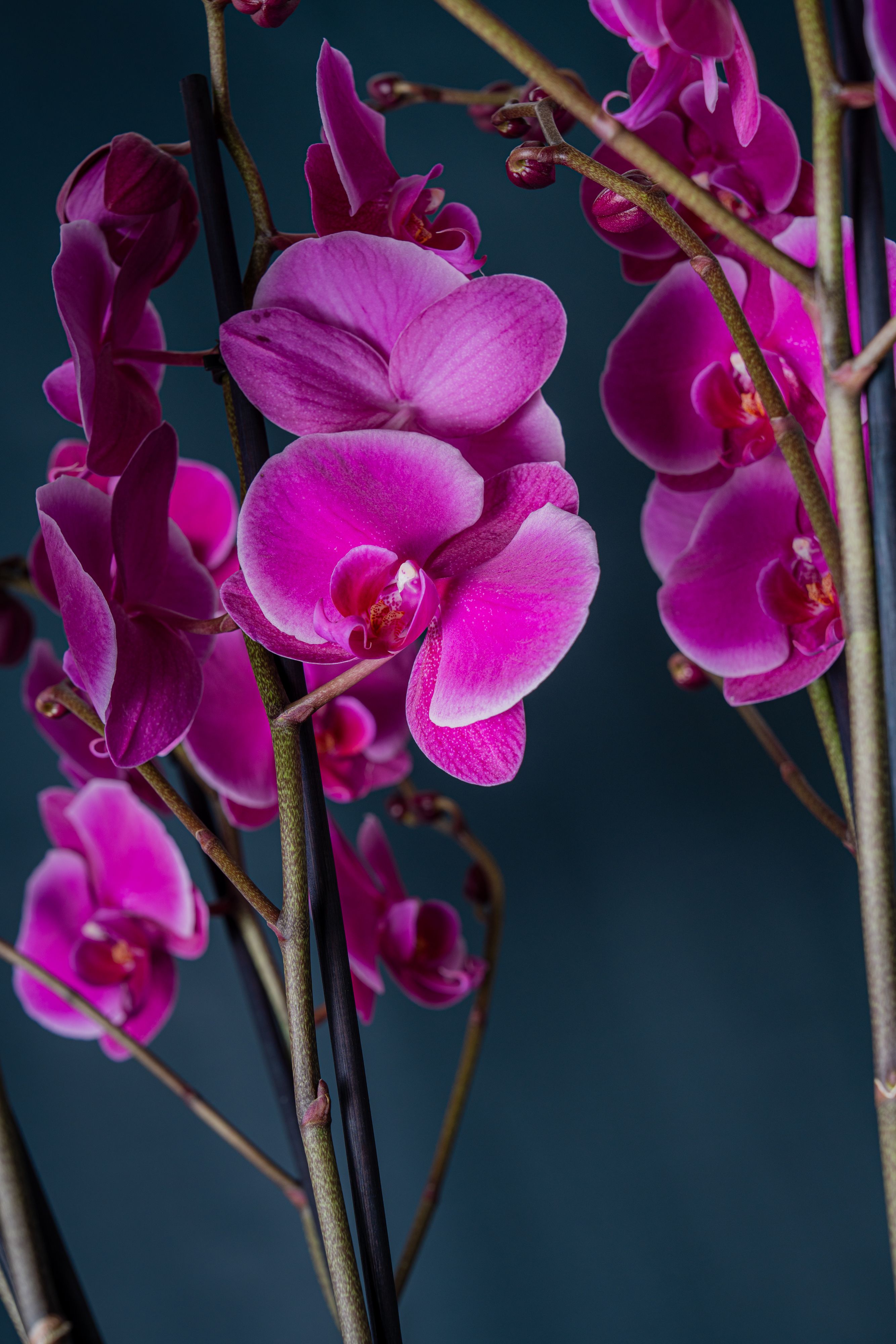 Composizione di due orchidee La Darsena 2