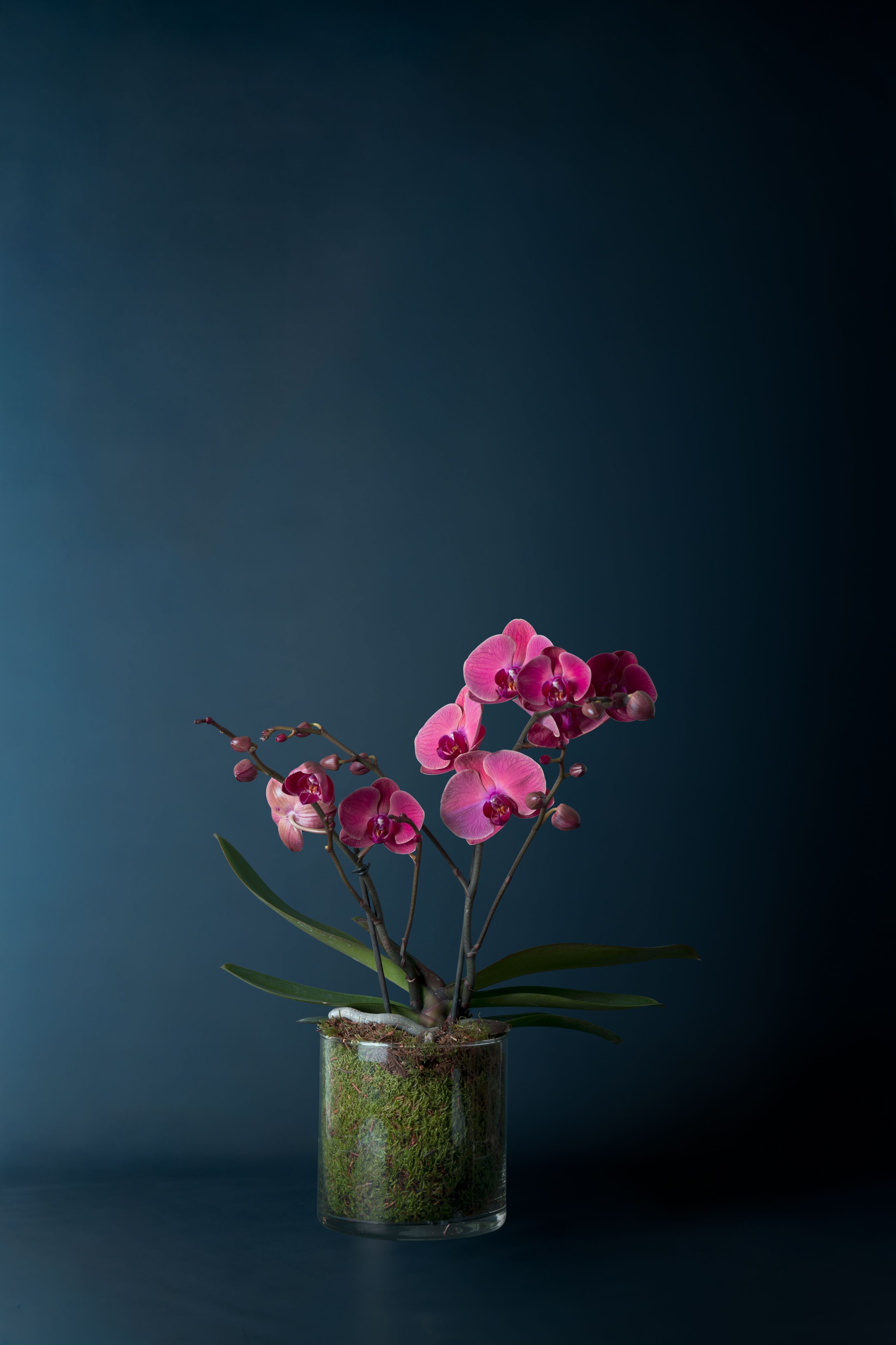 Orchidea Isola Corallo 1