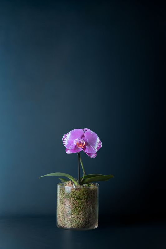 Orchidea Duomo Screziata 1