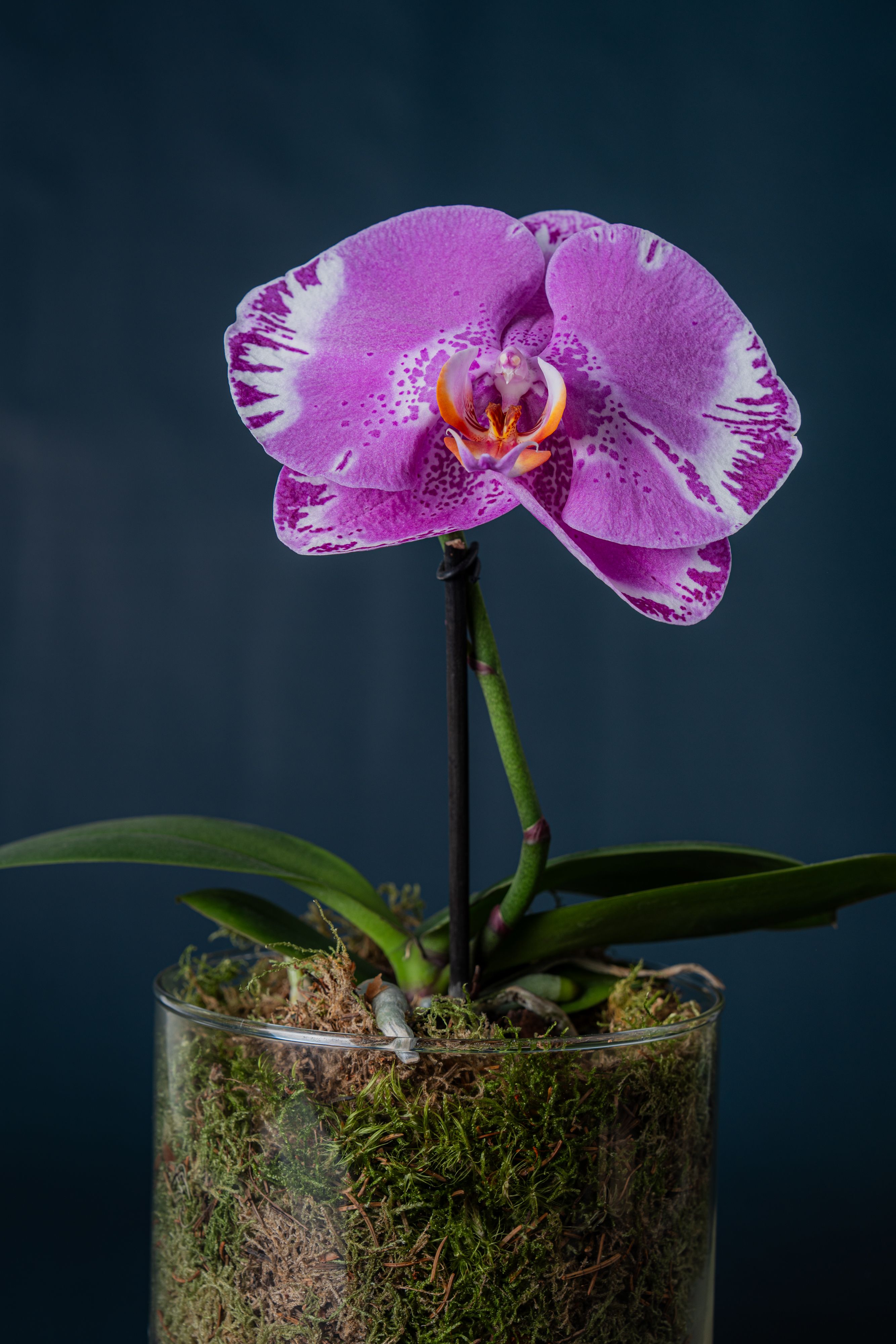 Orchidea Duomo Screziata 1