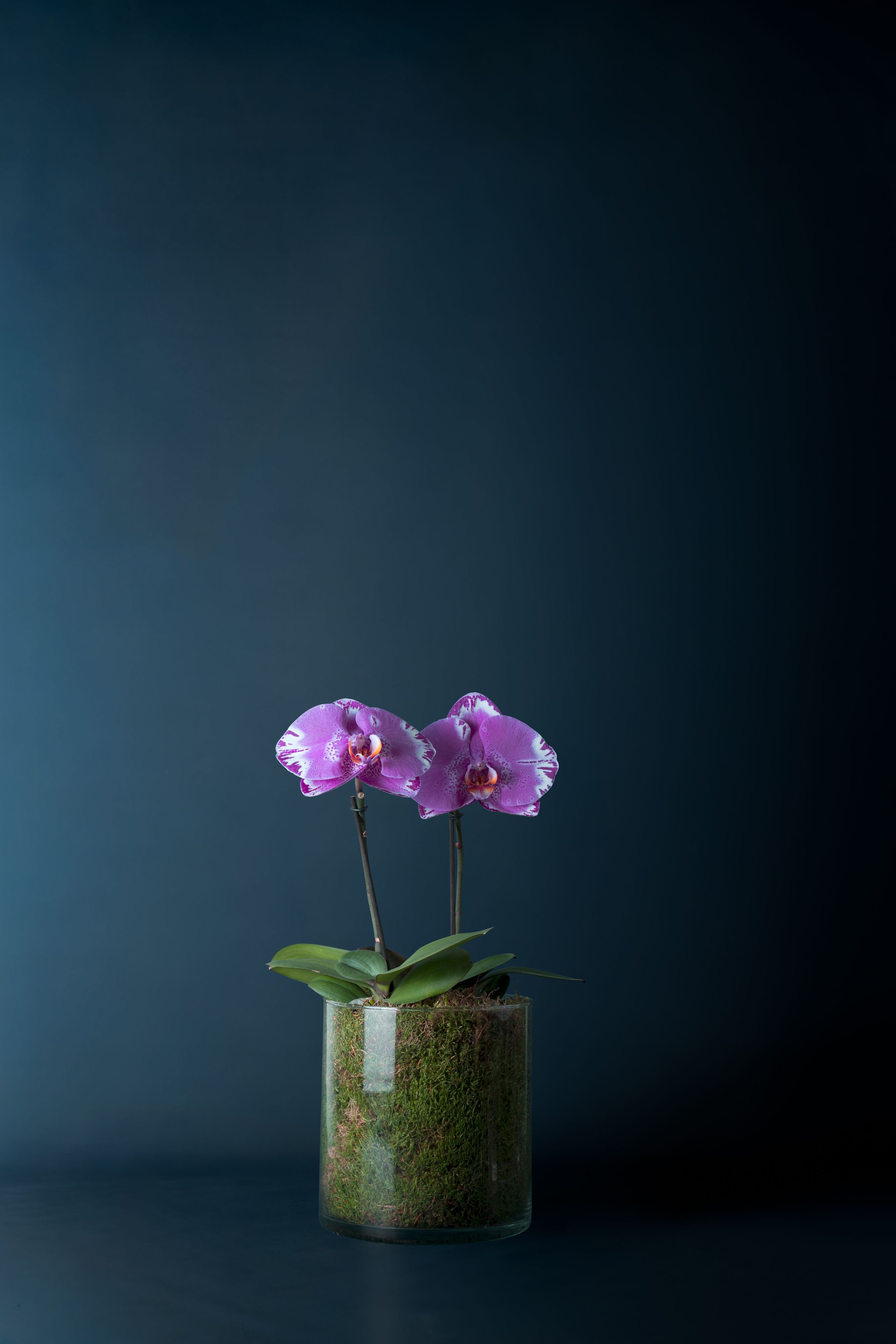 Composizione di due orchidee Duomo Screziato 2