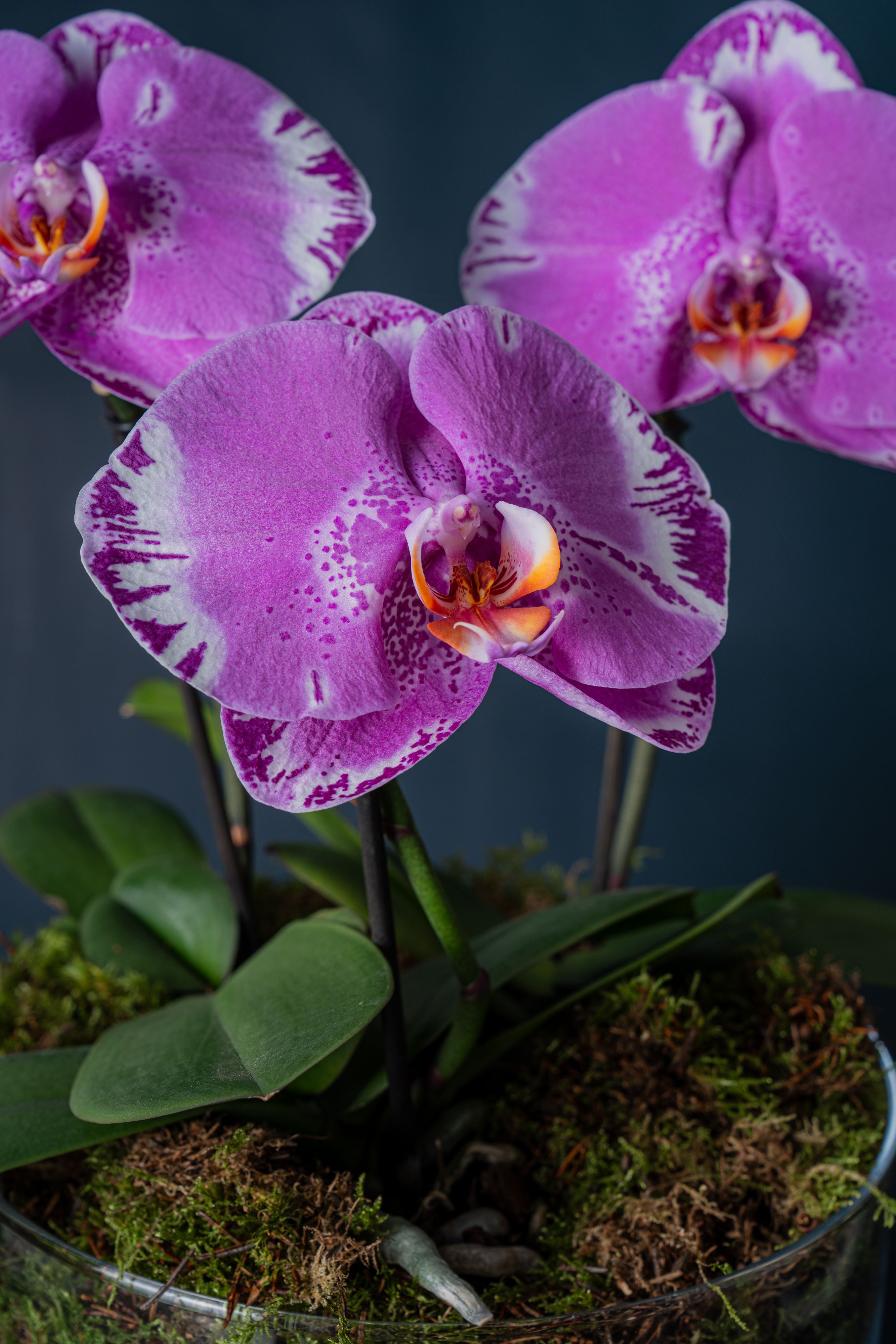 Composizione di tre orchidee Duomo Screziato 3