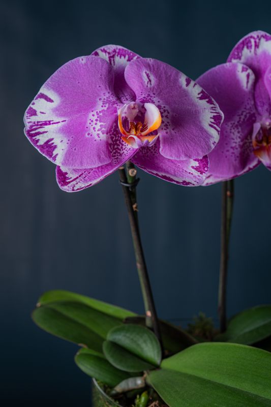 Composizione di due orchidee Duomo Screziato 2