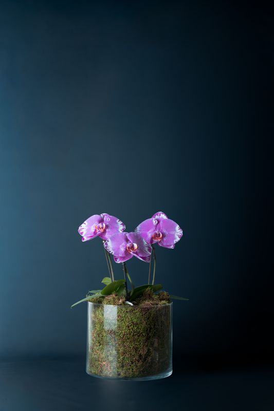 Composizione di tre orchidee Duomo Screziato 3