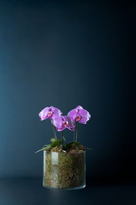 Composizione di tre orchidee Duomo Screziato 3