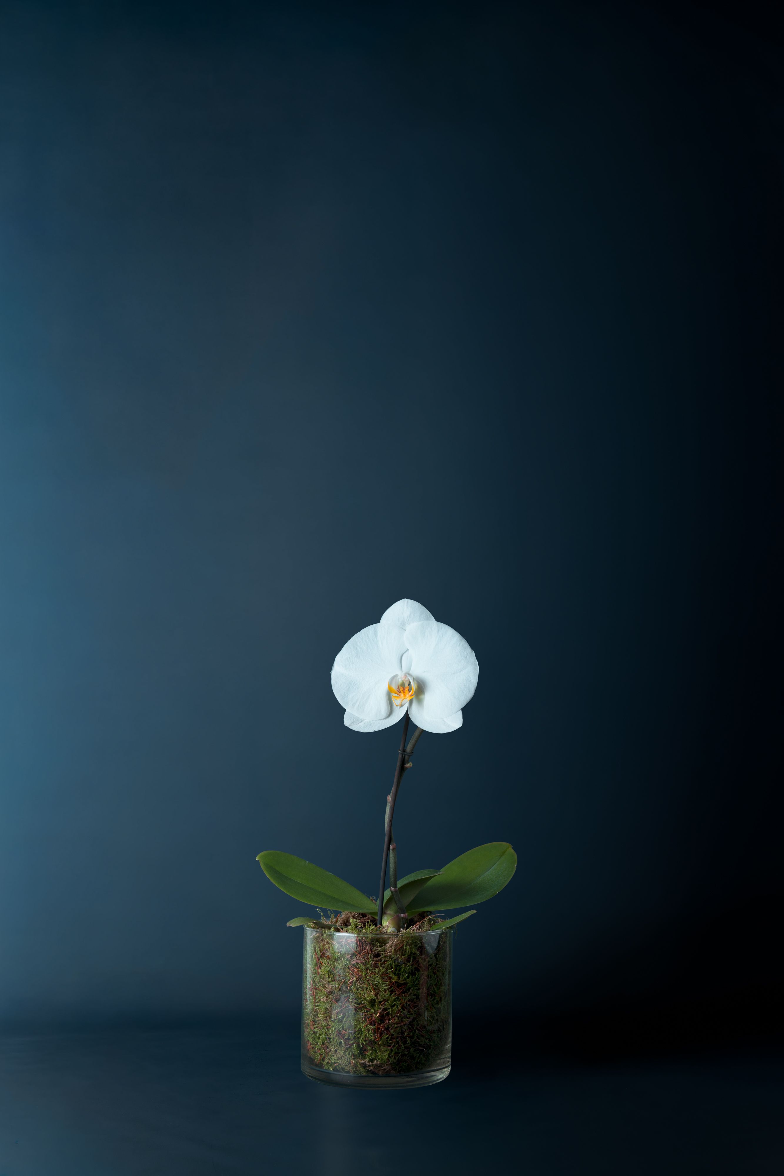 Orchidea Duomo Bianca 1