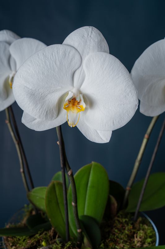 Composizione di tre orchidee Duomo Bianco 3