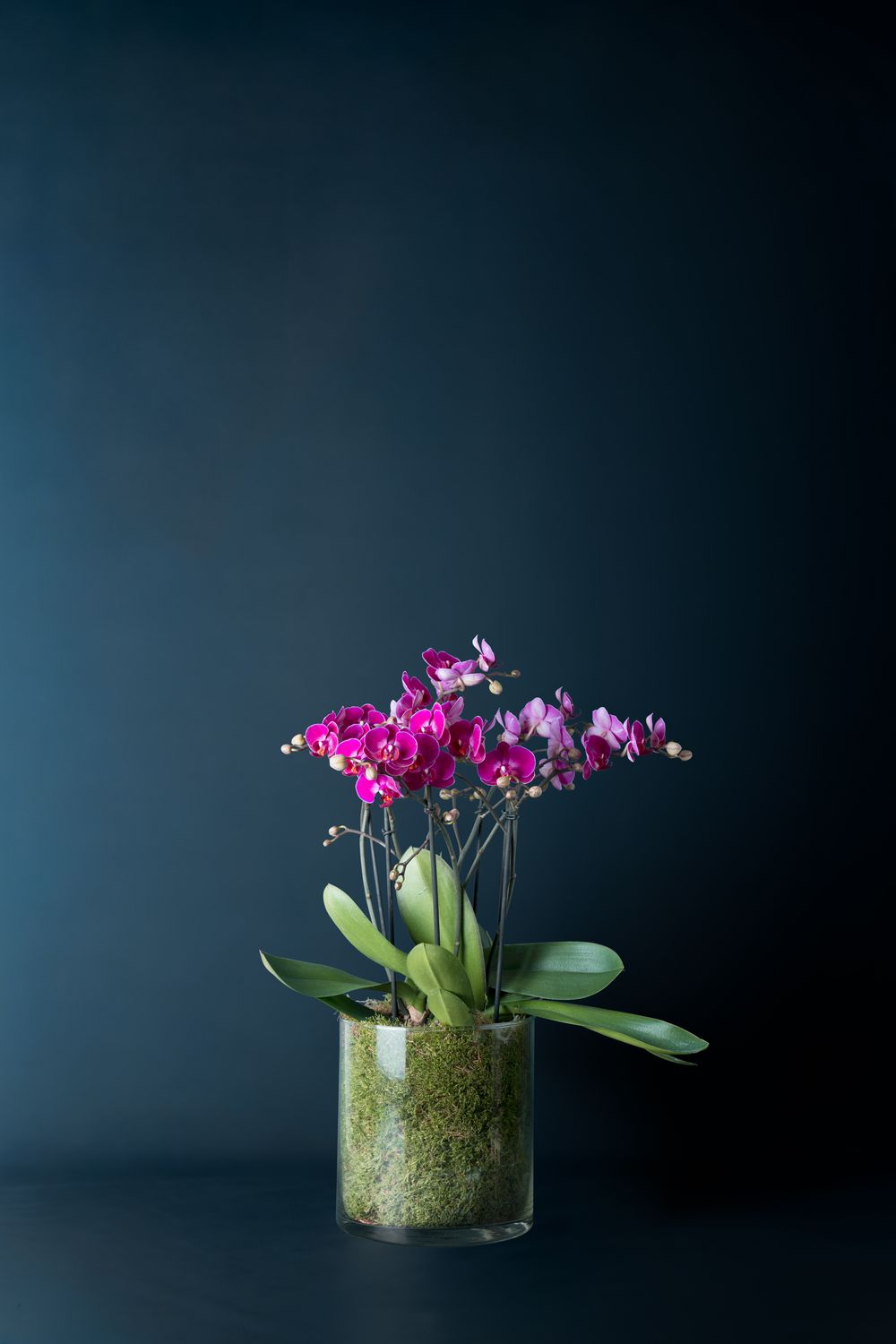 Orchidea Bicocca 1 Fucsia