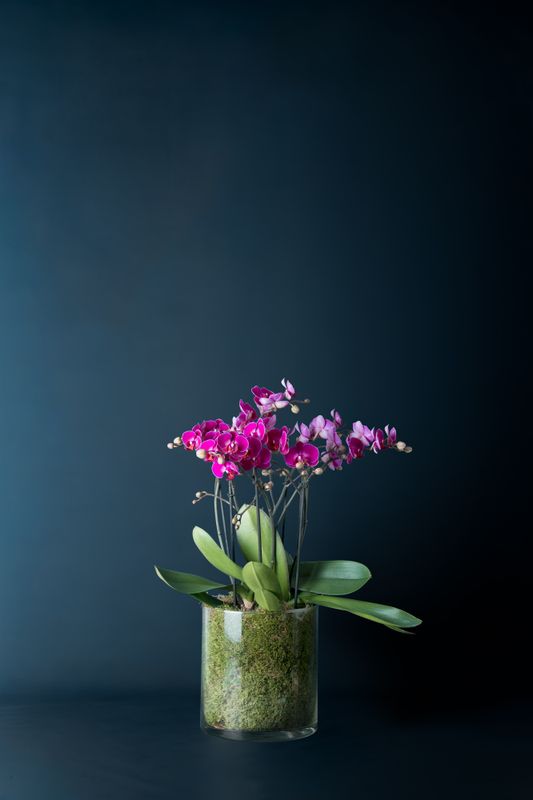 Orchidea Bicocca 1 Fucsia