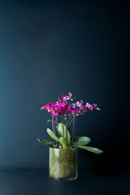 Orchidea Bicocca 1 Fucsia