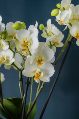 Orchidea Bicocca 1 Bianca
