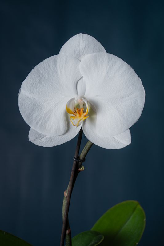 Orchidea Duomo Bianca 1