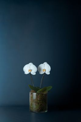 Composizione di due orchidee Duomo Bianco 2