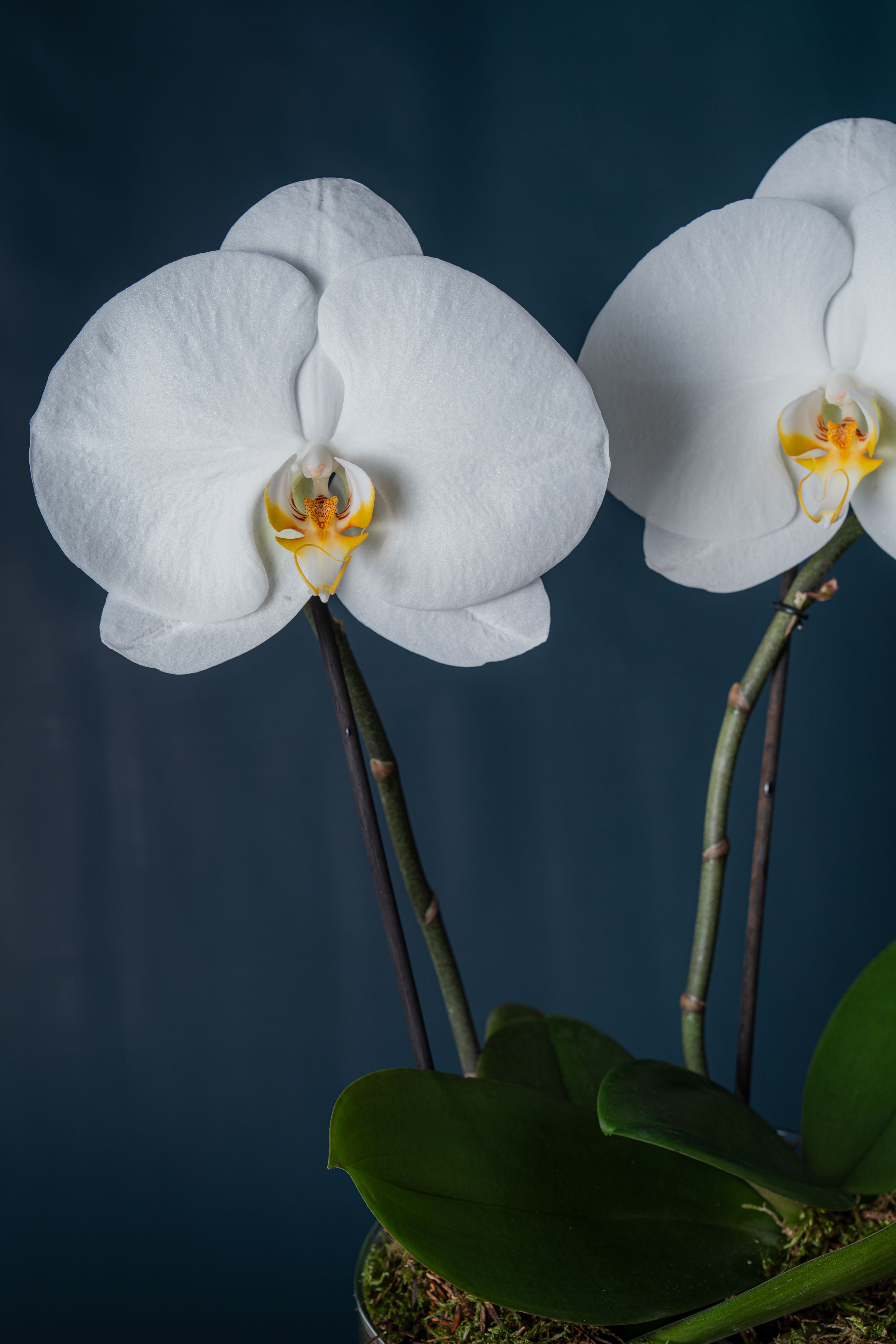 Composizione di due orchidee Duomo Bianco 2