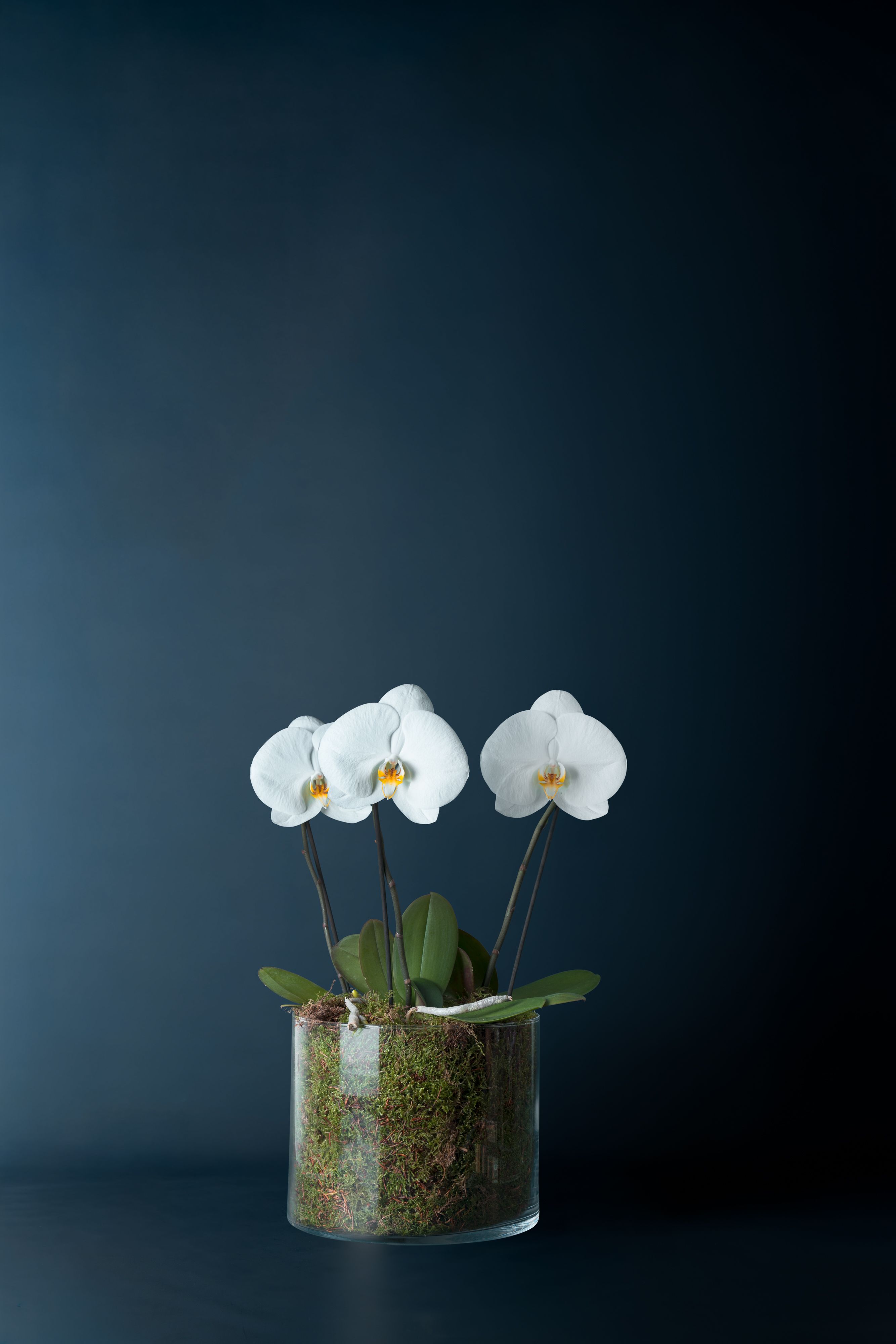 Composizione di tre orchidee Duomo Bianco 3