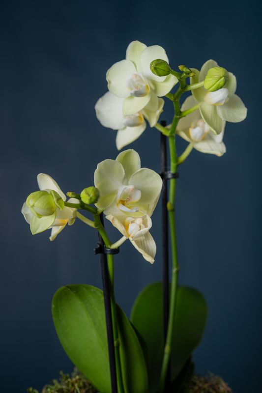 Orchidea Castello Crema