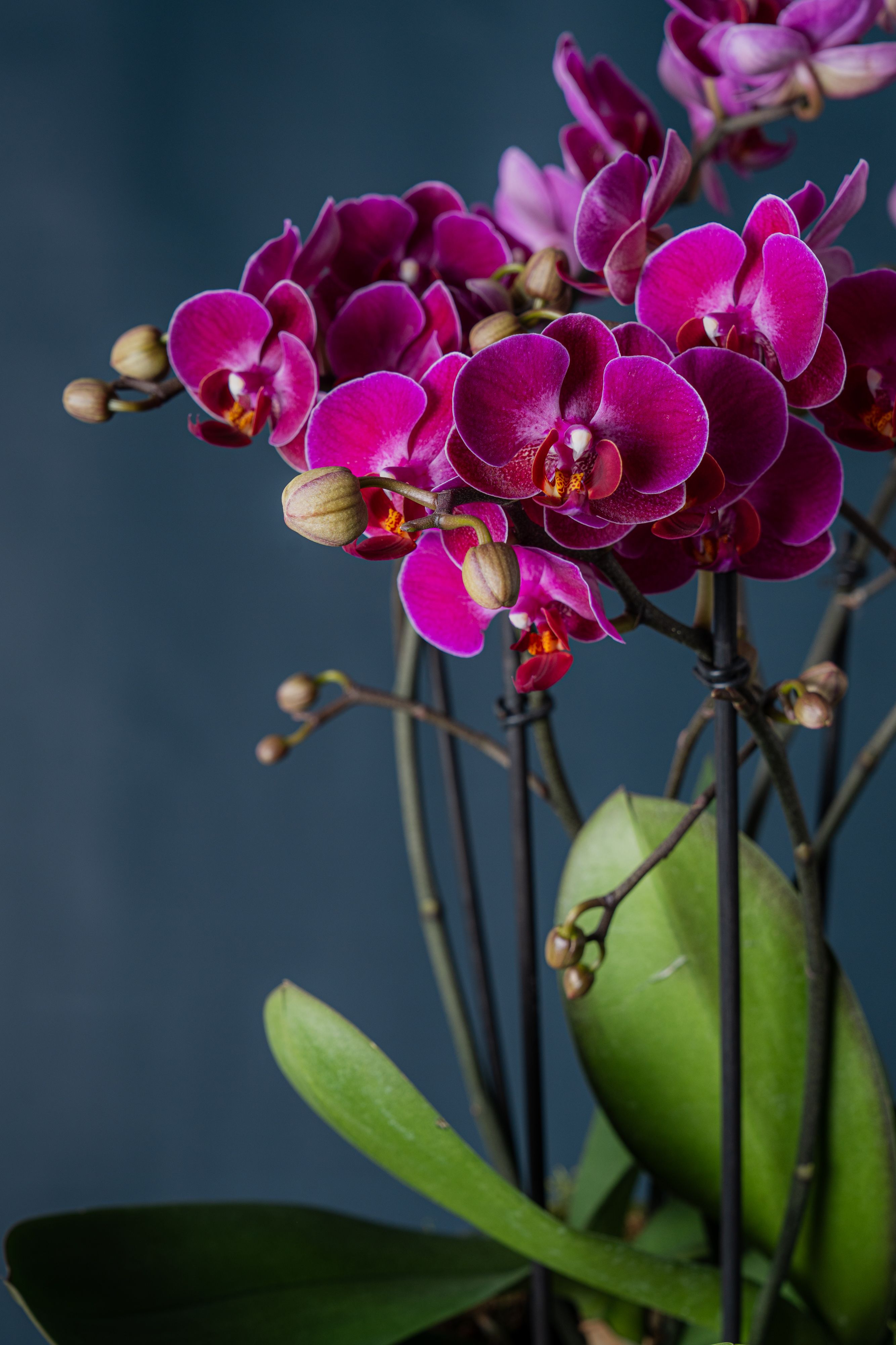 Orchidea Bicocca 1 Fucsia