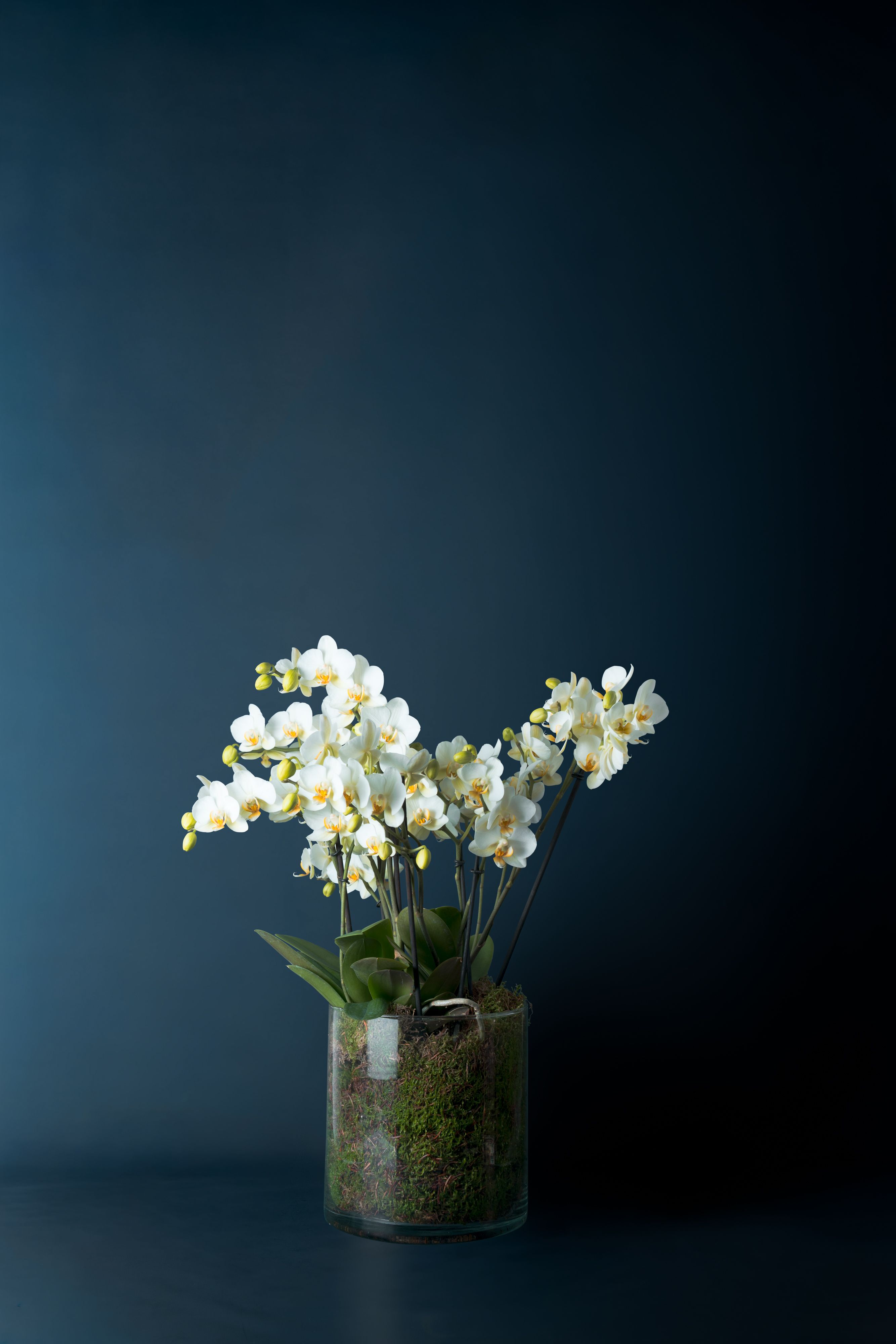 Orchidea Bicocca 1 Bianca