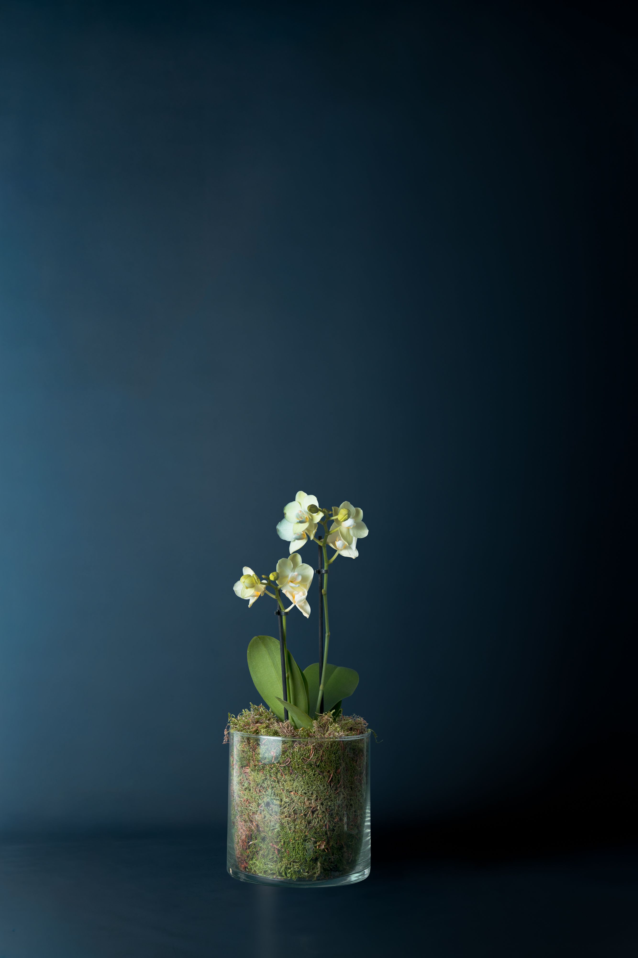 Orchidea Castello Crema