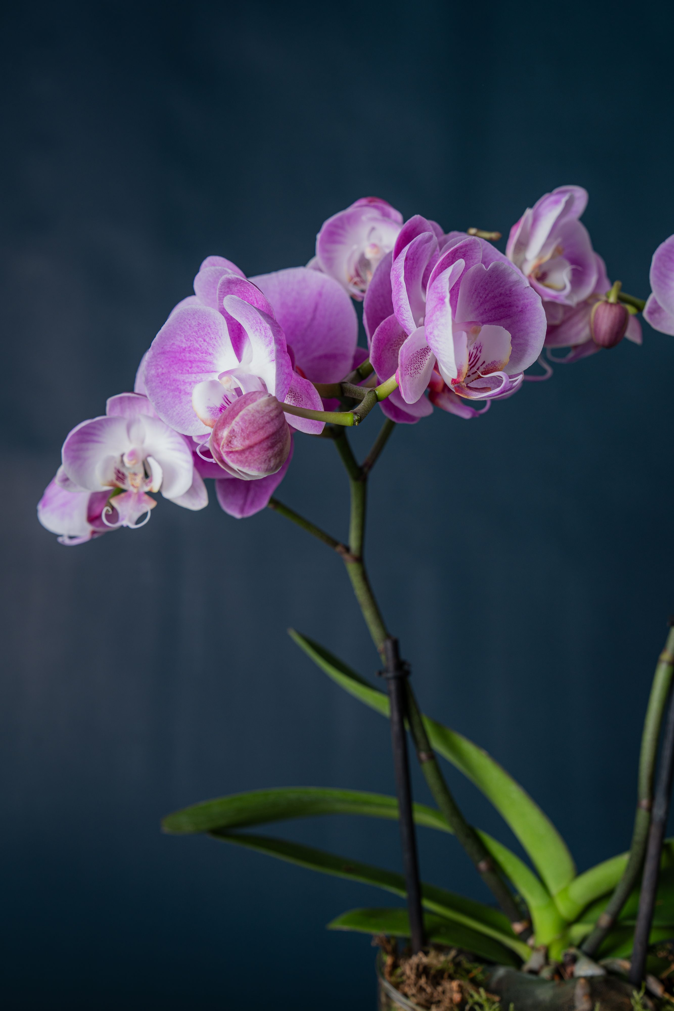 Orchidea Isola Rosa 1