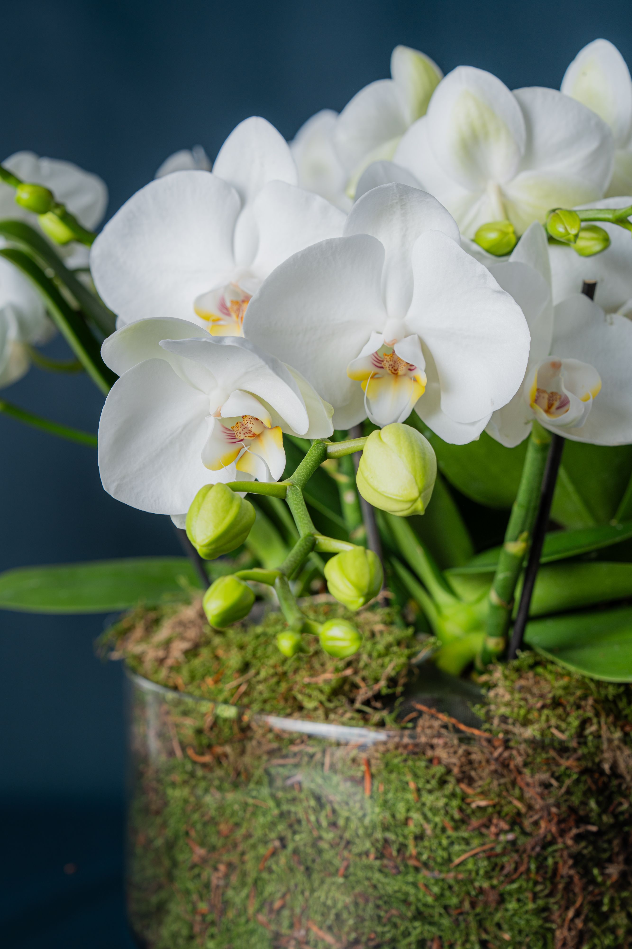 Orchidea Isola Bianca 1