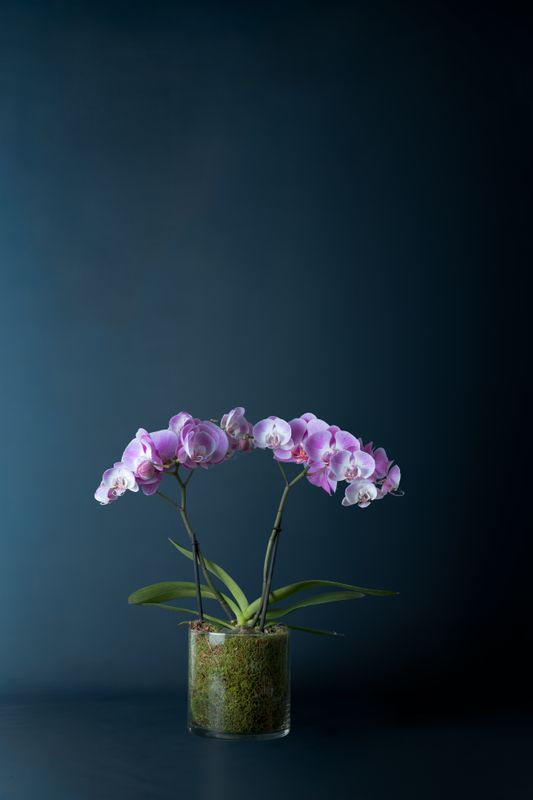 Orchidea Isola Rosa 1