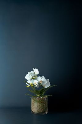 Orchidea Isola Bianca 1