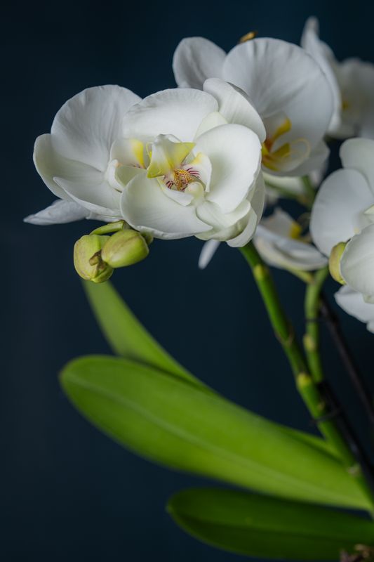 Composizione di due Orchidee Isola 2 Bianca