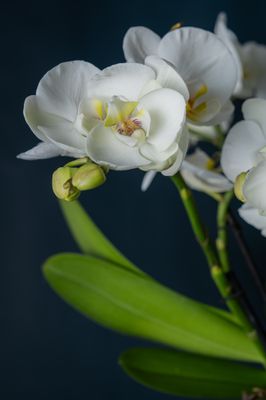 Composizione di due Orchidee Isola 2 Bianca
