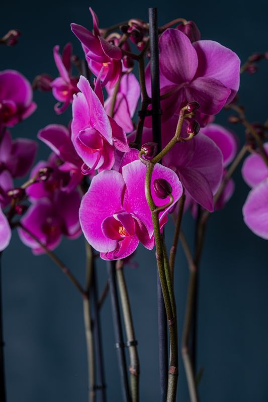 Orchidea Brera 1 Fucsia