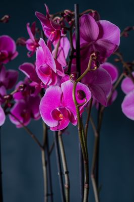Orchidea Brera 1 Fucsia