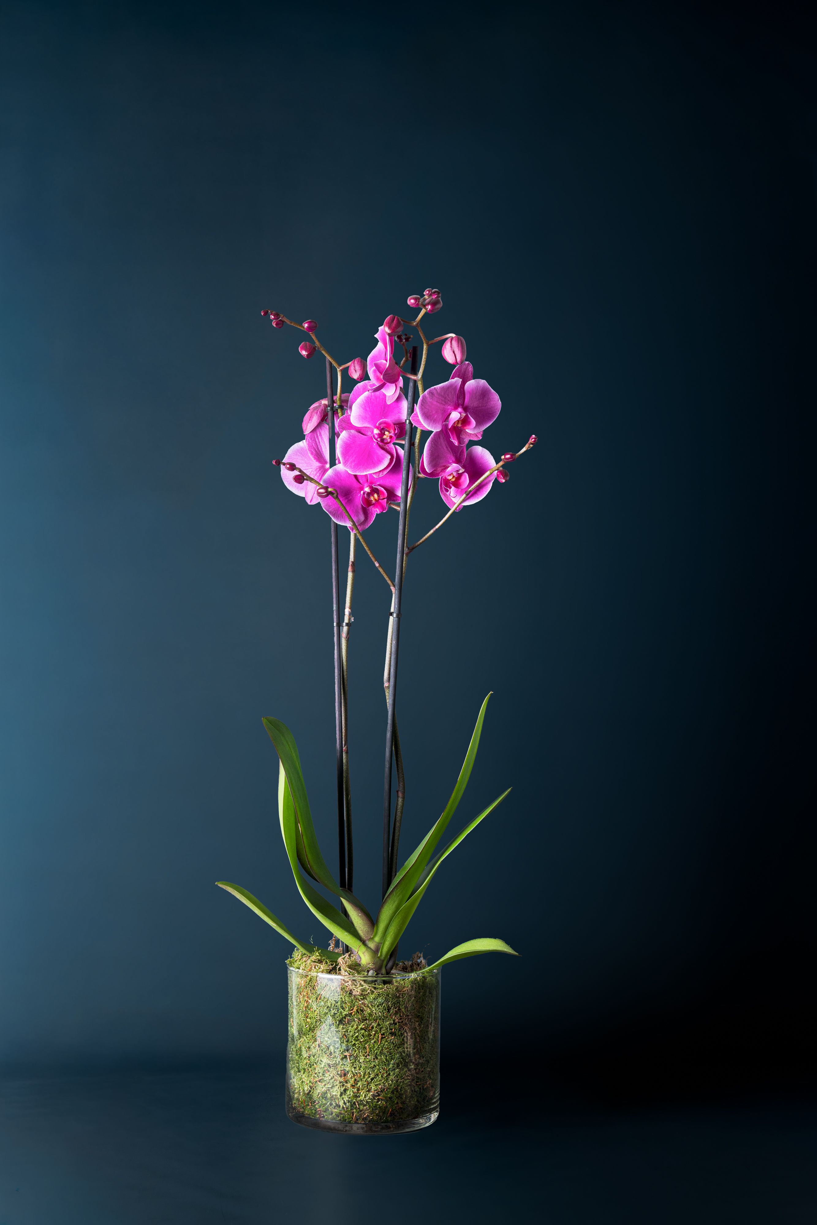 Orchidea Brera 1 Fucsia