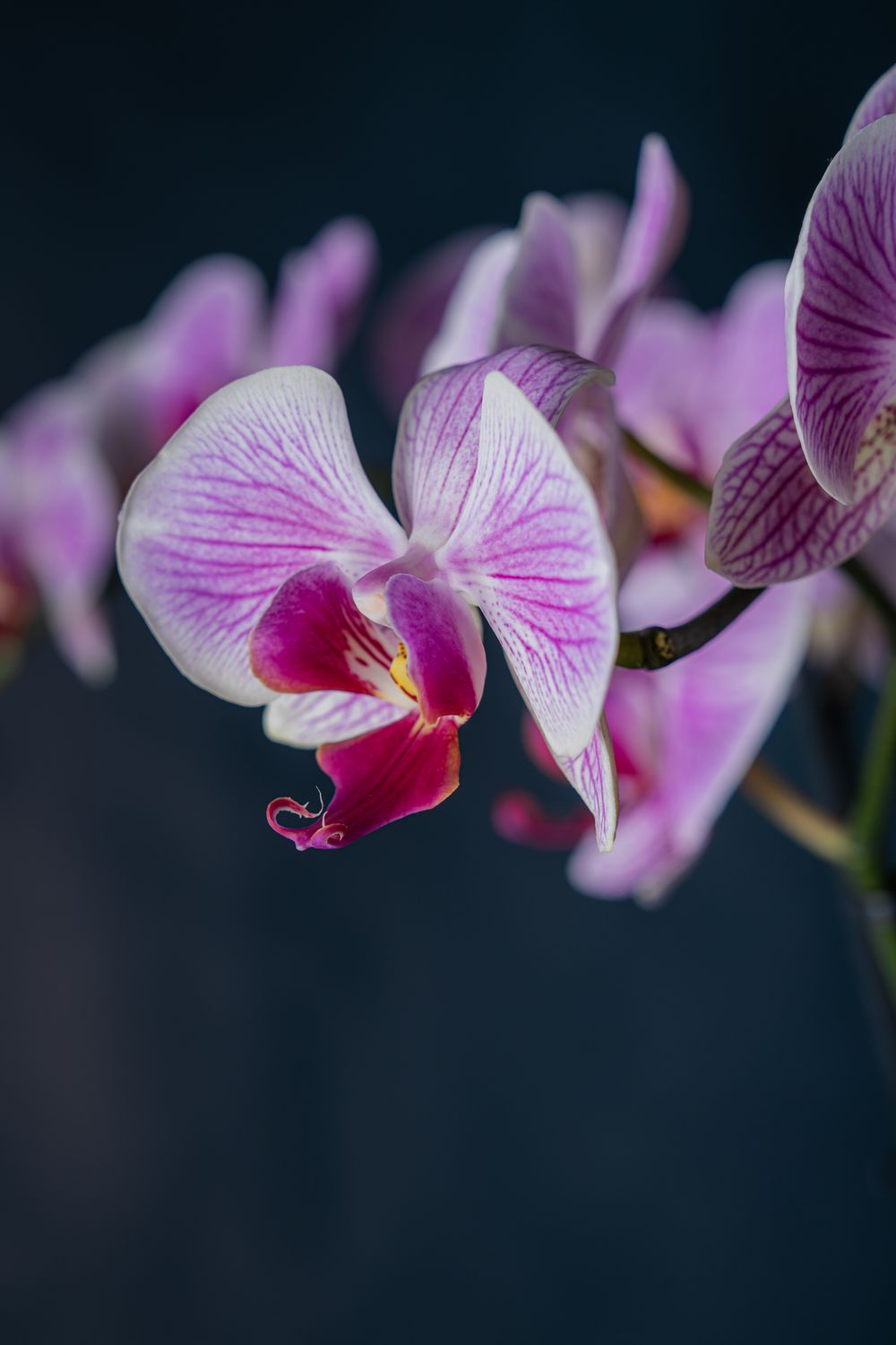 Orchidea Brera 1 Screziata