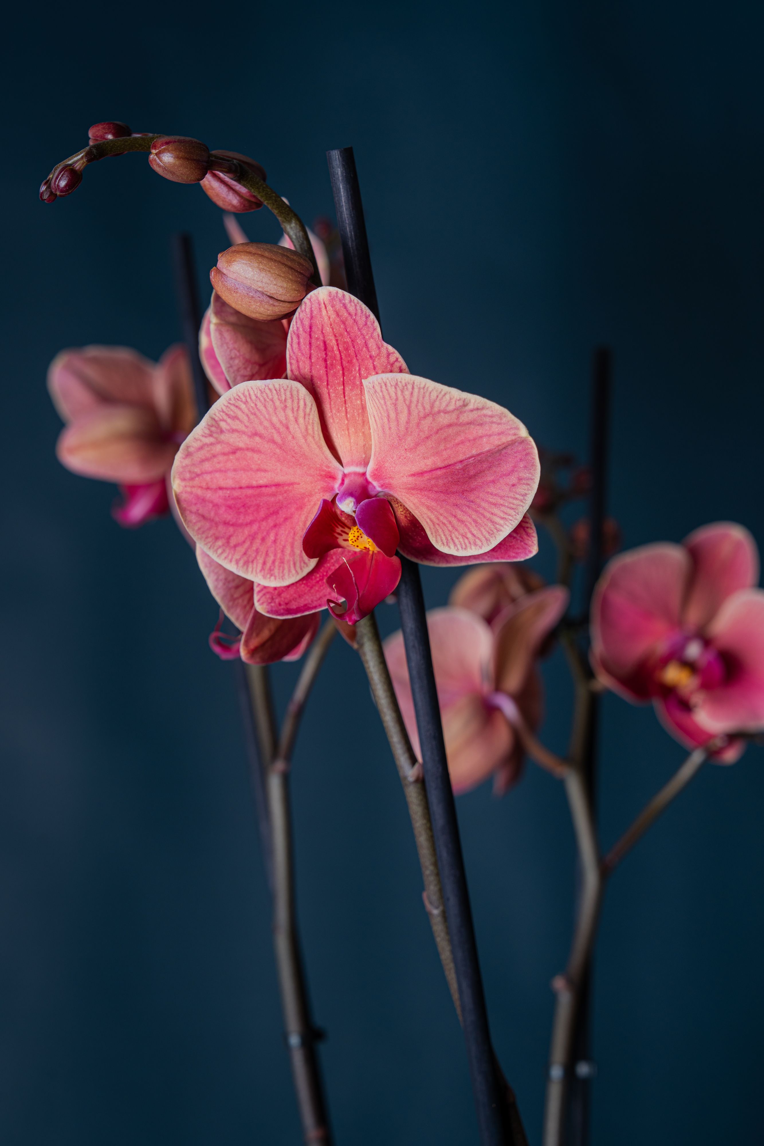 Orchidea Brera 1 Corallo