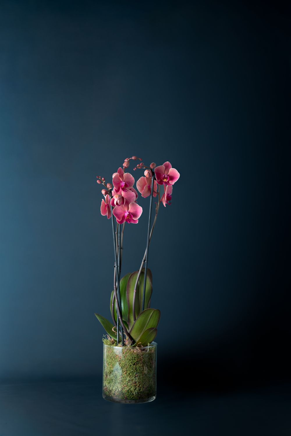 Orchidea Brera 1 Corallo