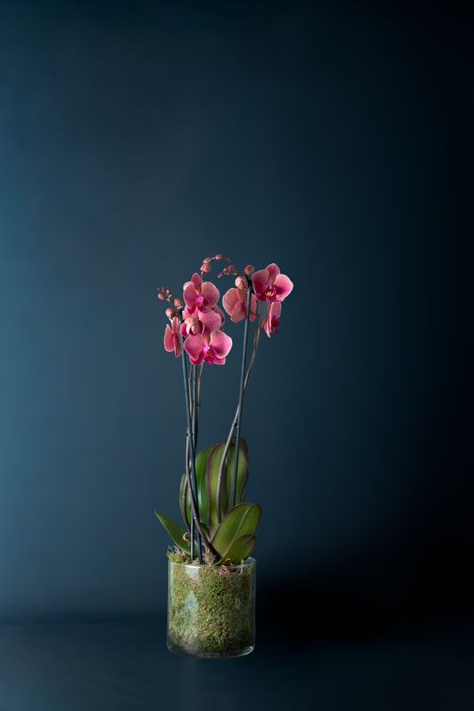 Orchidea Brera 1 Corallo