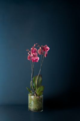 Orchidea Brera 1 Corallo